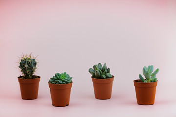 A group of succulents placed on a pink background staggered. Beautiful floral background
