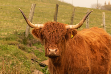 Vache écossaise 