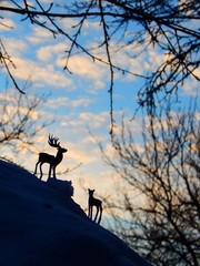 silhouette of deer on bicycle in park