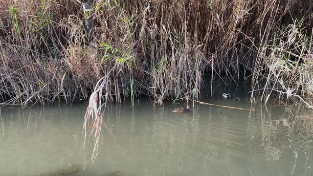duck on the river in the thickets