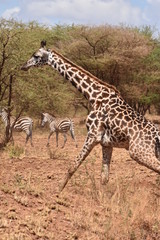 Masai giraffe in Serengeti National Park, Tanzania