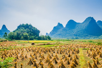 Rice fields and mountain scenery in fall 