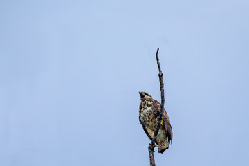 Bird of prey in Surinam