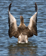 Greylag Goose, Anser anser
