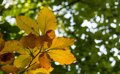 Colorful leaves on the branch. Yellow beech leaves. Autumn nature.