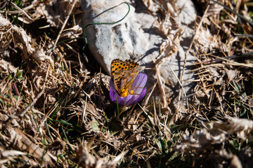 Queen of Spain Fritillary Butterfly on Riviera Crocus Flower i