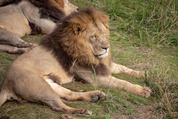 Naklejka premium ライオン