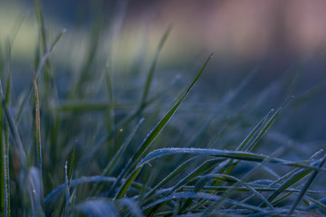Glazed ice on the grass. Hoarfrost on the leaves of grass. Amazing cold and warm feel from the color.