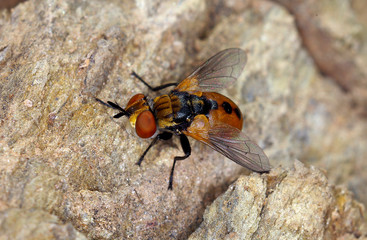 Ladybird Fly (Gymnosoma rotundatum)