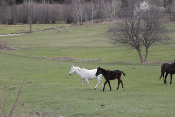 wild horses and cowboys.kayseri turkey