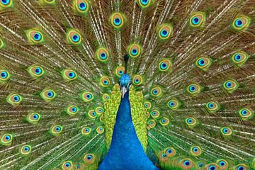 Blauer Pfau (Pavo cristatus) 