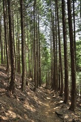 Obraz premium 植林帯を通る登山道