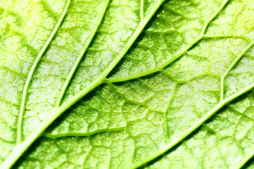 close up green leaf texture
