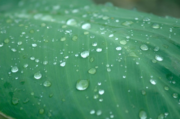 Green leaf with drops of water close up