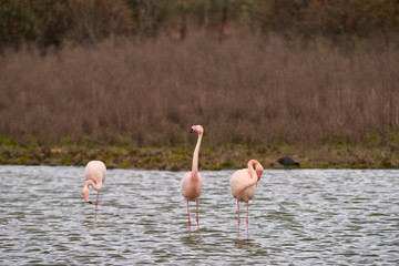 Group of common or pink flamingo (Phoenicopterus roseus) in the lagoon of Fuente de Piedra, Malaga. Spain