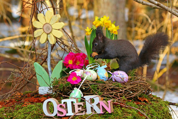 Ostern bei den Eichhörnchen  © MerkAngela.WH