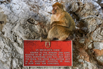 Macaques in the Rock of Gibraltar(Macaca sylvanus). British Territory. United Kingdom