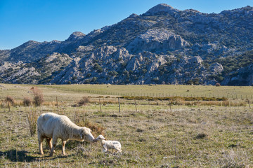 Fototapeta premium Merina sheep of Grazalema with newborn calf, Cadiz. Spain
