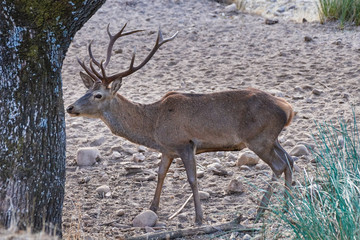 Male deer in Andújar, Jaen. Spain (Cervus elaphus)