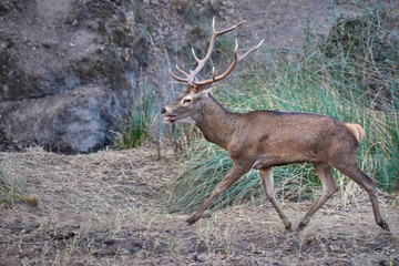 Male deer in Andújar, Jaen. Spain (Cervus elaphus)