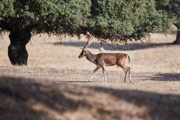 Fototapeta na wymiar Common or European fallow deer in Andujar, Sierra Morena. (Cervus dama)
