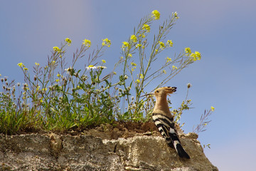 Hoopoe (Upupa epops) on old house. Andalusia. Spain