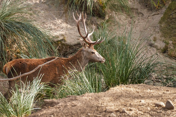 Male deer in Andújar, Jaen. Spain (Cervus elaphus)