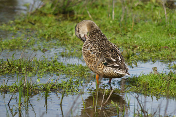 Female common spoon duck (anas clypeata) in the lagoon of Fuente de Piedra, Malaga. Spain
