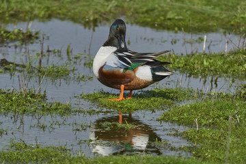 Male common spoon duck (anas clypeata) in the lagoon of Fuente de Piedra, Malaga. Spain