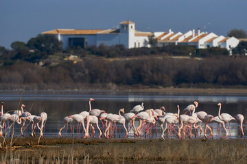 Group of common or pink flamingo (Phoenicopterus roseus) in the lagoon of Fuente de Piedra, Malaga. Spain