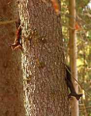 Ostern bei den Eichhörnchen 