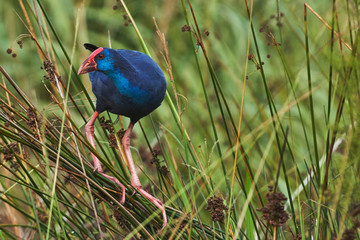 purple swamphen (Porphyrio porphyrio). Granada, Spain