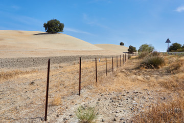 Labared land with holm oak and blue sky. Cádiz, Spain
