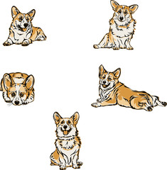 Corgi color