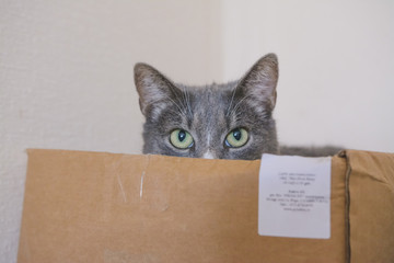 Curious cat in box