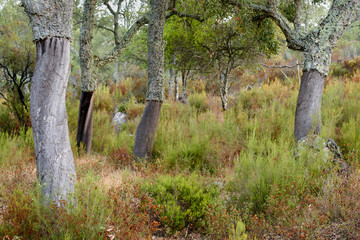 Cork oak forest in the Alcornocáles Natural Park in Cadiz, Spain