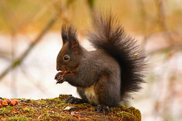 Eichhörnchen (sciurus) © MerkAngela.WH