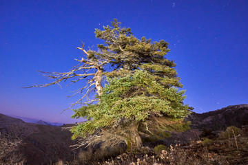 Pinsapo (Abies pinsapo) in the Natural Park of Sierra de las Nieves, Malaga. Spain