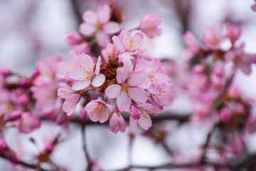 Obraz premium sakura blooming in spring