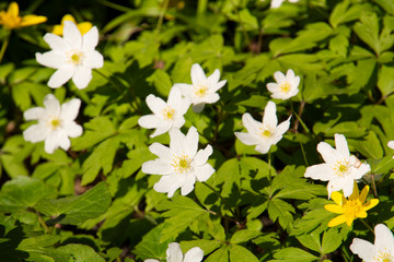 Fototapeta premium Anemone blooming in spring
