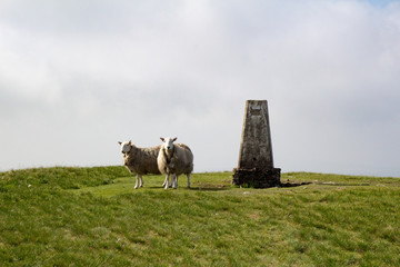 Sheep Brecon Beacons National Park Wales