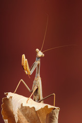 Mantis Religiosa (Mantidae). Malaga, Spain