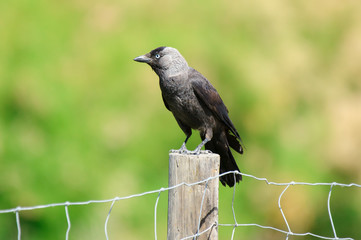 Jackdaw Corvus monedula. Stone fountain. Malaga