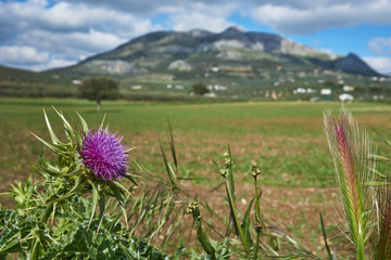 Fototapeta premium Onopordum acanthium. Malaga, Spain