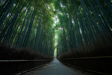 Through the bamboo forest