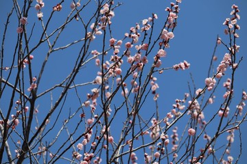 梅の花