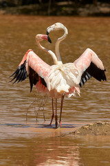 Common Flamingo (Phoenicopterus roseus), Fuente de Piedra, Malaga