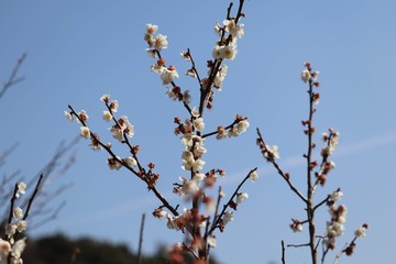 梅の花