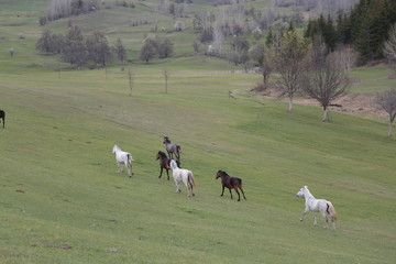 wild horses and cowboys.kayseri turkey