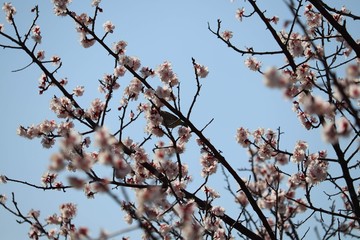 梅の花